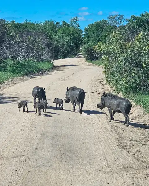 Blue Giraffe SA | Tours, Transfers & Safaris