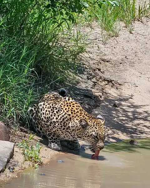 Safaris | Blue Giraffe SA