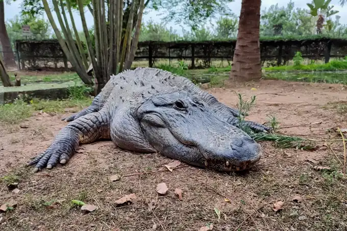 © Perry's Bridge Reptile Park
