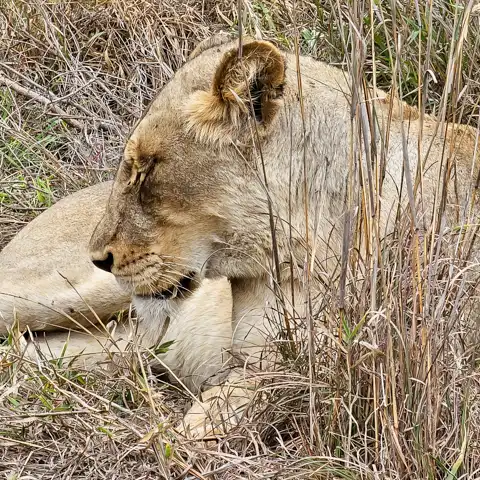 Kruger National Park Safari | Blue Giraffe SA
