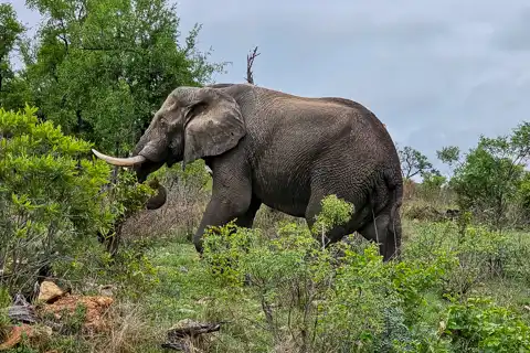 Kruger National Park Safari | Blue Giraffe SA