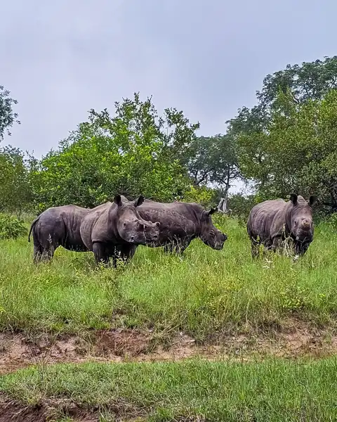 Blue Giraffe SA | Tours, Transfers & Safaris