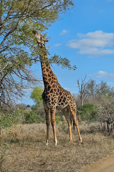 Kruger National Park Safari | Blue Giraffe SA