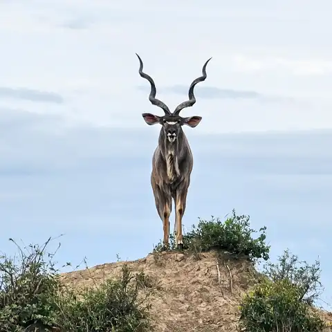 Kruger National Park Safari | Blue Giraffe SA